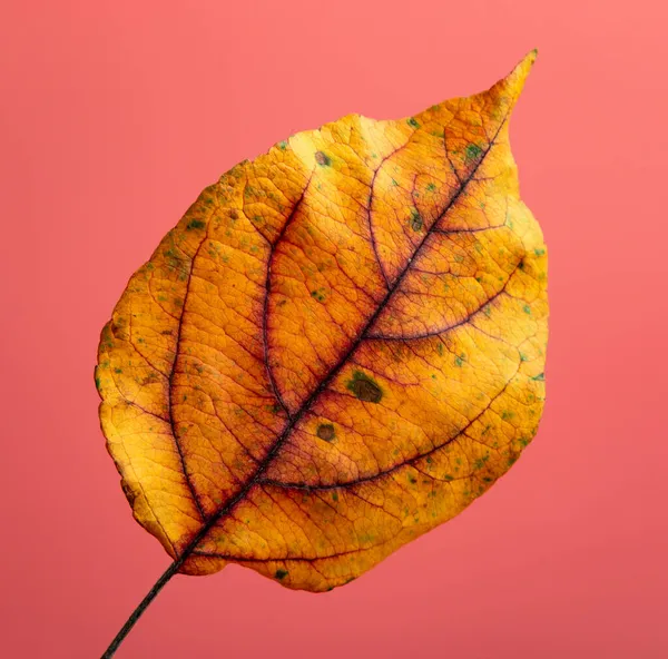 Podzimní List Růžovém Pozadí — Stock fotografie