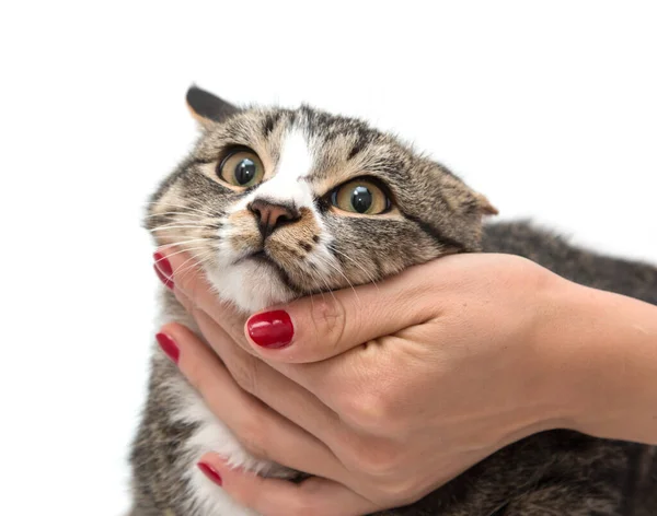 Hand Stroking Cat — Stock Photo, Image