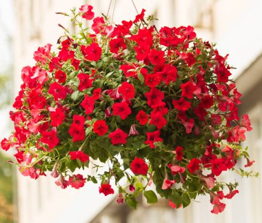 Asılı dallarda kırmızı çiçekler