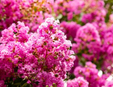 Ağaçtaki pembe çiçekler