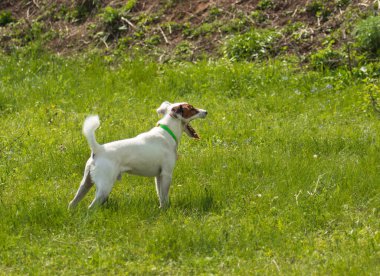 Kahverengi benekli beyaz köpek çimenlerde oynayan kahverengi benekli otçul köpek.
