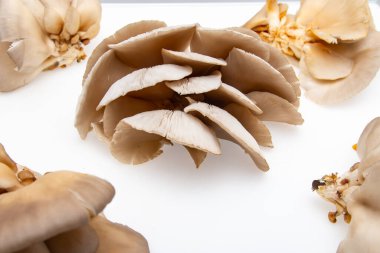 Beyaz bir arka plan üzerinde taze istiridye mantar