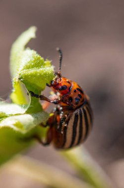 Bitki üzerinde pest colorado patates böceği