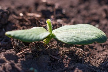 small pumpkin sprout from the ground
