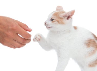 Kırmızı benekli beyaz kedi yavrusu beyaz arka planda oynar