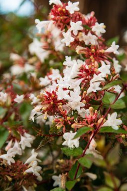 Bir dalda beyaz çiçekler