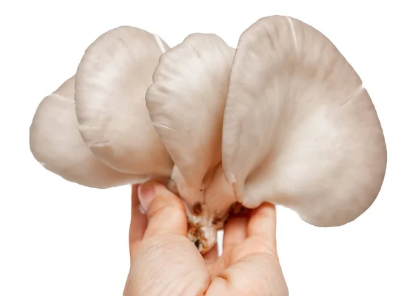 在白色背景上的新鲜牡蛎蘑菇 — 图库照片