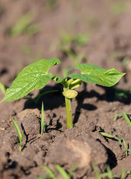Small Bean Sprout Ground — Fotografie, imagine de stoc