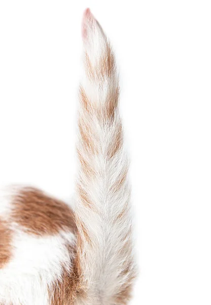 Cat Tail White Background — Fotografia de Stock