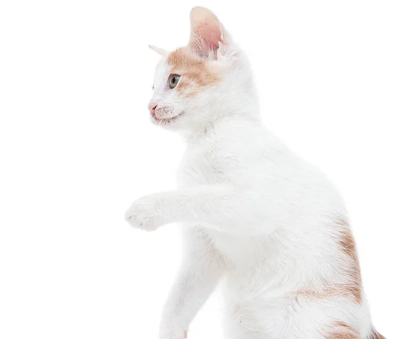 White Kitten Playing White Background — Stock Photo, Image