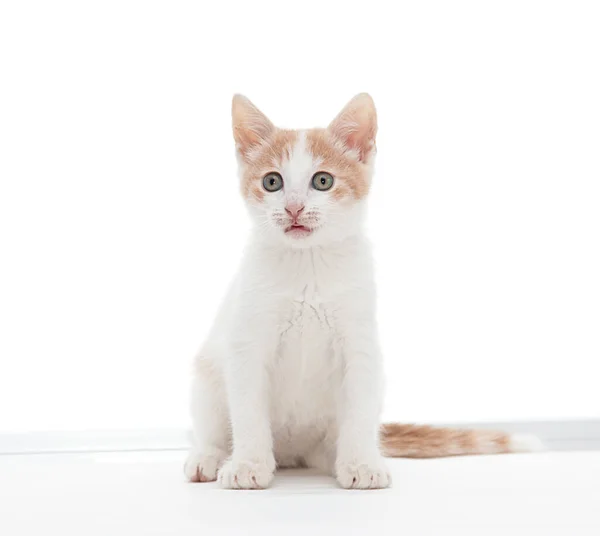 White Kitten Playing White Background — Stock Photo, Image