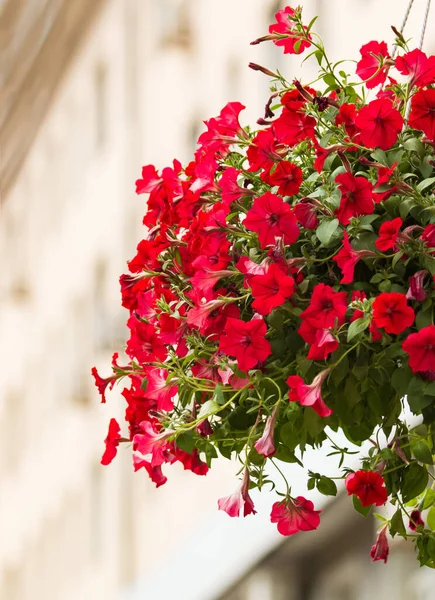Red Flowers Hanging Branches Stock Photo
