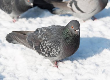Kar üzerinde gri güvercinler