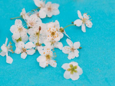 Mavi bir arka plan üzerinde küçük beyaz çiçekler