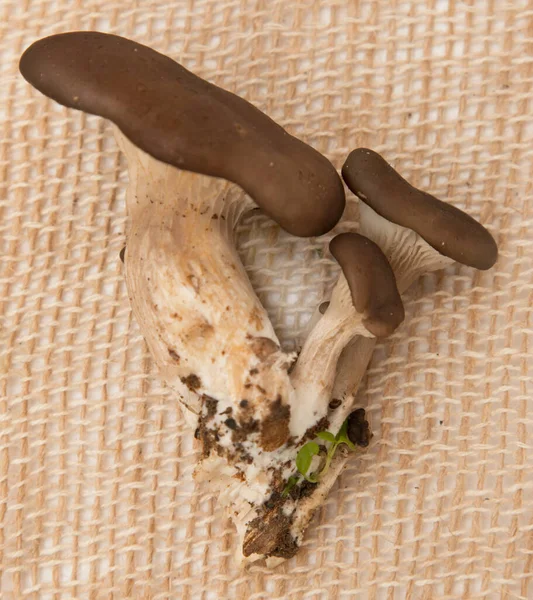 解雇背景下的牡蛎蘑菇 — 图库照片