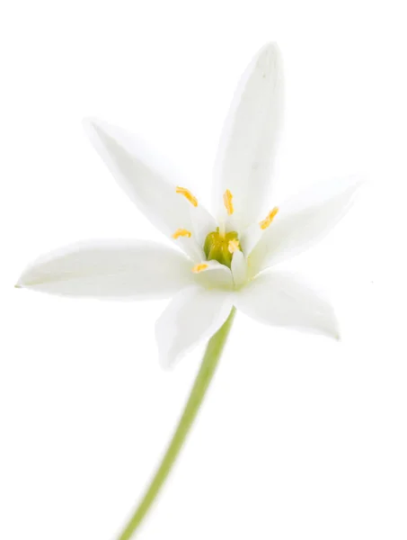 Flores Nevadas Sobre Fondo Blanco — Foto de Stock