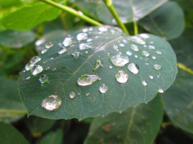 Levha ve ona yağmur damlaları