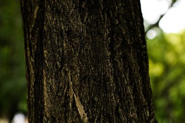 Bir ağacın kahverengi kabuğunun kabartmalı dokusu.