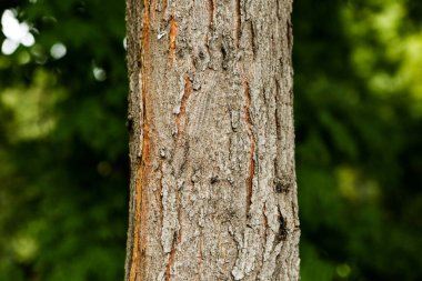 Bir ağacın kahverengi kabuğunun kabartmalı dokusu.
