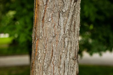 Bir ağacın kahverengi kabuğunun kabartmalı dokusu.