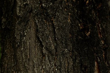 Bir ağacın kahverengi kabuğunun kabartmalı dokusu.