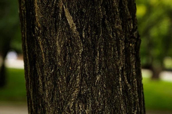 Geprägte Textur Der Braunen Rinde Eines Baumes — Stockfoto