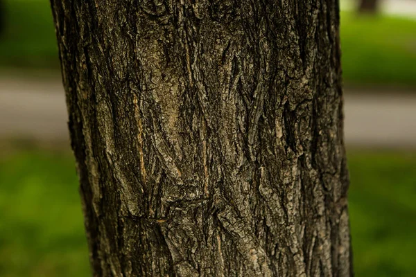 Embossed Texture Brown Bark Tree — Stock Photo, Image