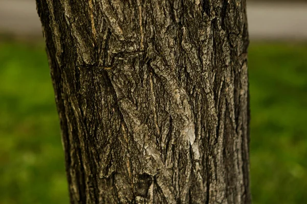 Razítkovaná Textura Hnědé Kůry Stromu — Stock fotografie
