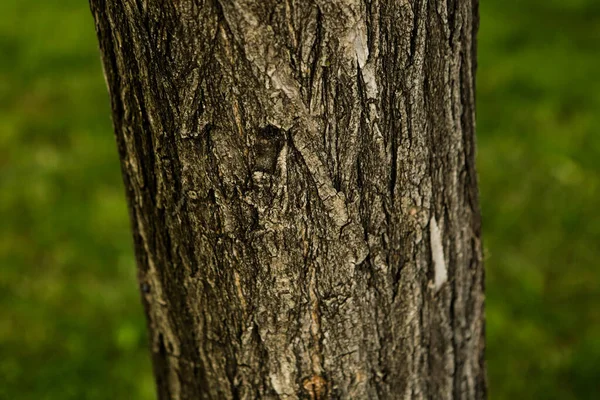 Razítkovaná Textura Hnědé Kůry Stromu — Stock fotografie