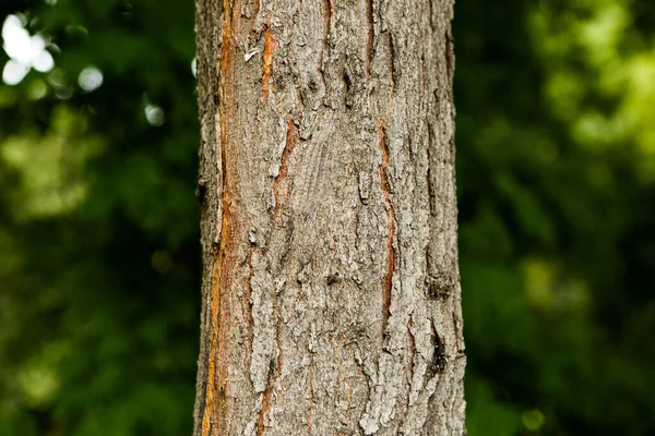 Bir ağacın kahverengi kabuğunun kabartmalı dokusu.