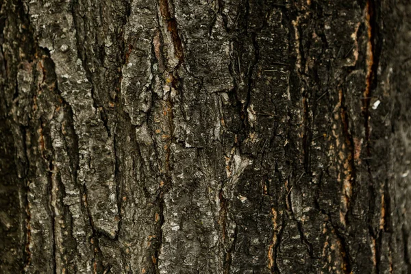 Struttura Goffrata Della Corteccia Marrone Albero — Foto Stock