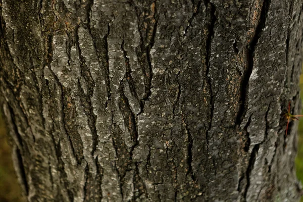 Рельєфна Текстура Коричневої Кори Дерева — стокове фото