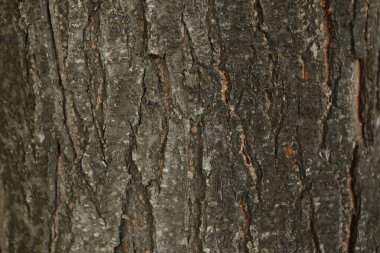Bir ağacın kahverengi kabuğunun kabartmalı dokusu.