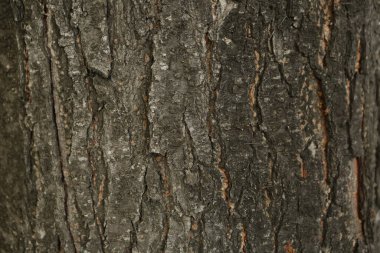 Bir ağacın kahverengi kabuğunun kabartmalı dokusu.