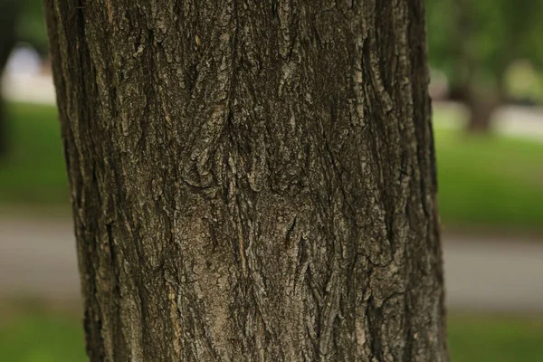 Тиснутая Текстура Коричневой Коры Дерева — стоковое фото