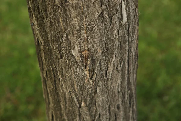 Struttura Goffrata Della Corteccia Marrone Albero — Foto Stock