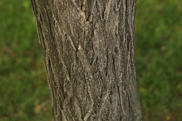 Textura Relevo Casca Castanha Uma Árvore — Fotografia de Stock