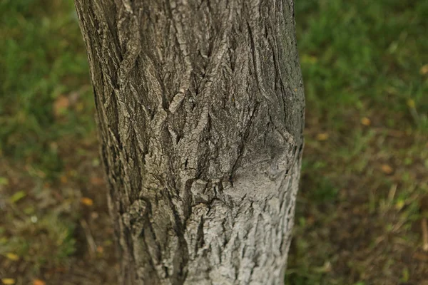 树皮树褐色树皮的硬质感 — 图库照片