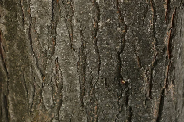 Bir Ağacın Kahverengi Kabuğunun Kabartmalı Dokusu — Stok fotoğraf