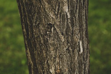 Bir ağacın kahverengi kabuğunun kabartmalı dokusu.
