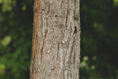Bir ağacın kahverengi kabuğunun kabartmalı dokusu.