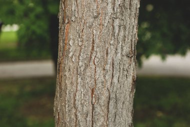 Bir ağacın kahverengi kabuğunun kabartmalı dokusu.