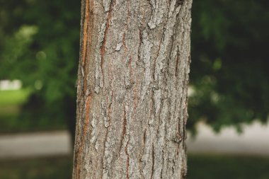 Bir ağacın kahverengi kabuğunun kabartmalı dokusu.