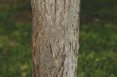 Bir ağacın kahverengi kabuğunun kabartmalı dokusu.