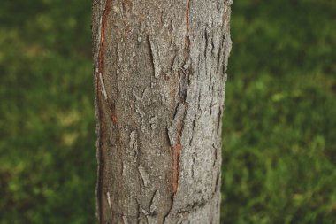 Bir ağacın kahverengi kabuğunun kabartmalı dokusu.