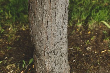 Bir ağacın kahverengi kabuğunun kabartmalı dokusu.