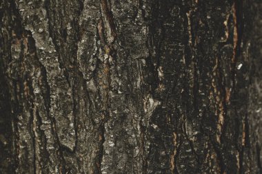 Bir ağacın kahverengi kabuğunun kabartmalı dokusu.