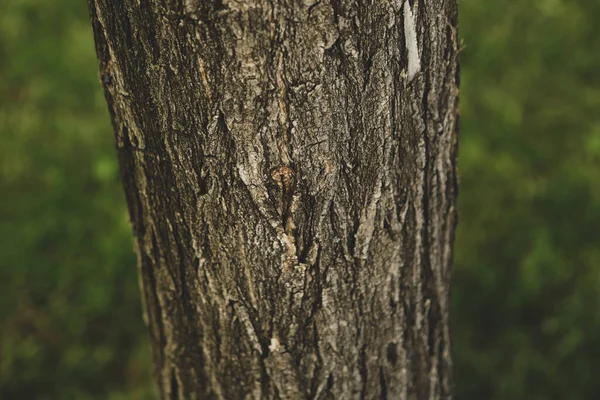 Texture Gaufrée Écorce Brune Arbre — Photo