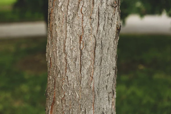 Тиснутая Текстура Коричневой Коры Дерева — стоковое фото