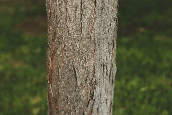 Bir Ağacın Kahverengi Kabuğunun Kabartmalı Dokusu — Stok fotoğraf